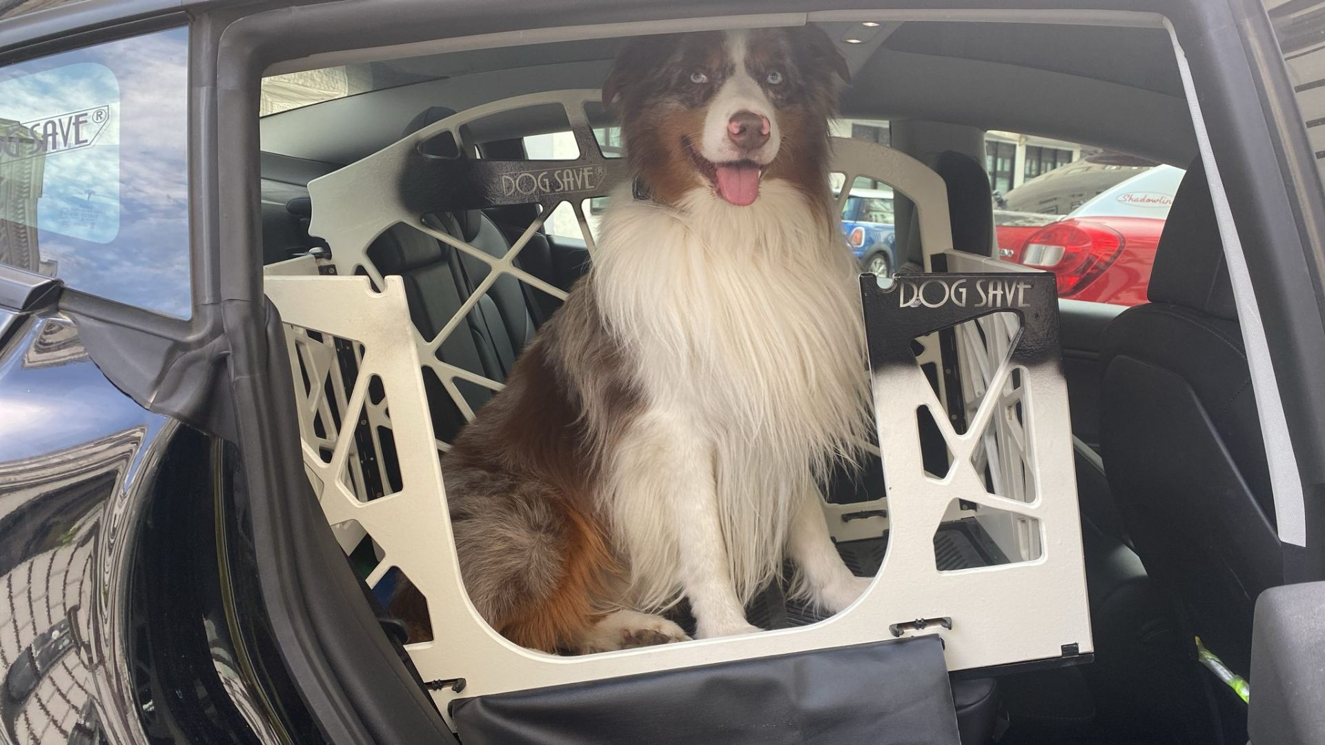 Hund in faltbarer DogSave Transportbox im Auto